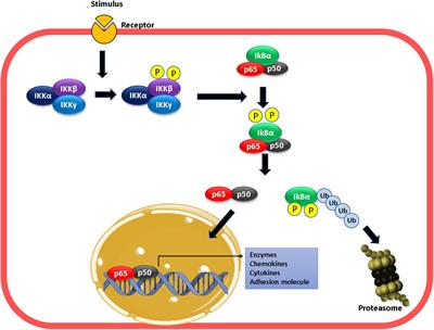 Role of NO and S-nitrosylation in the Expression of Endothelial Adhesion Proteins That Regulate Leukocyte and Tumor Cell Adhesion